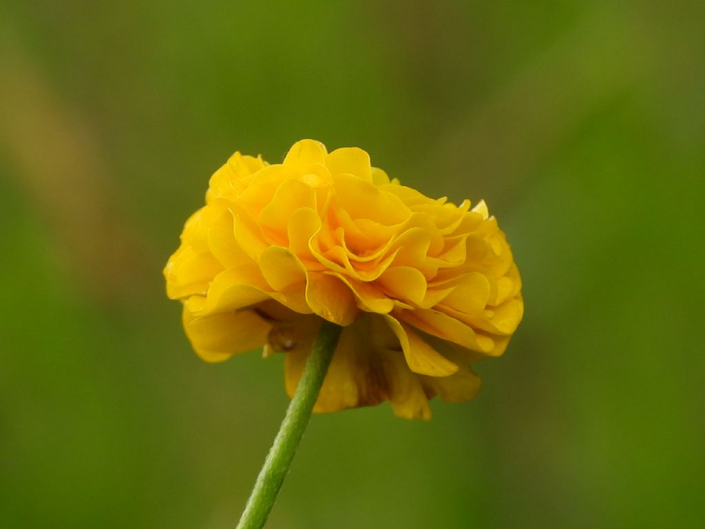 ID Ranunculus