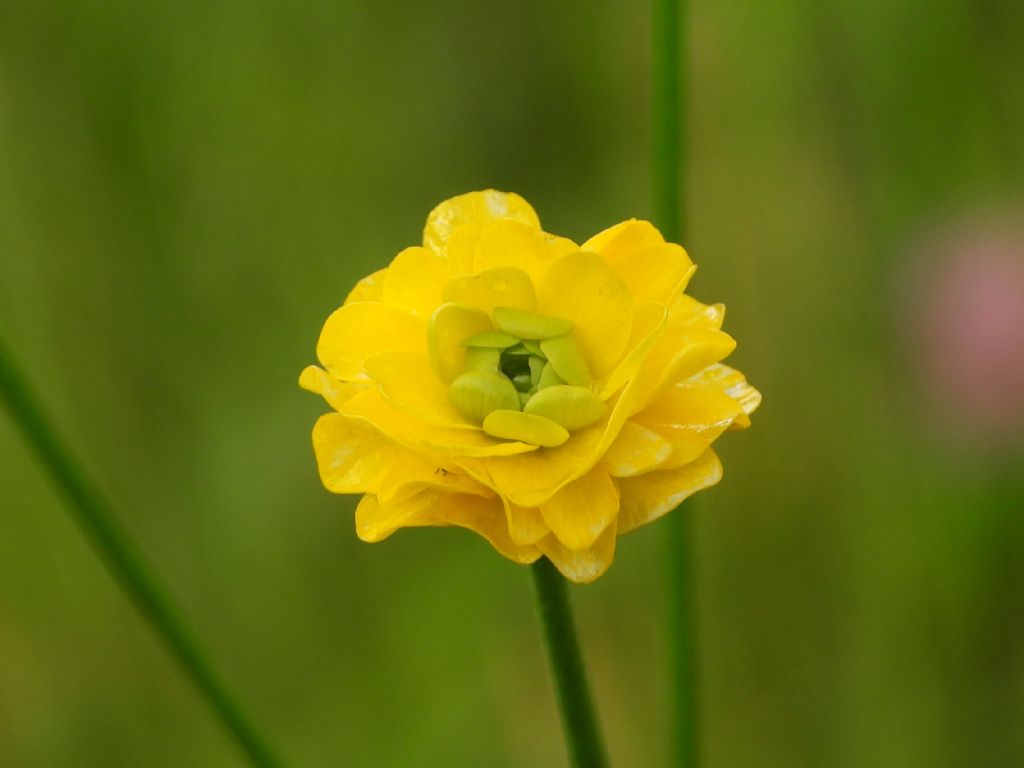 ID Ranunculus