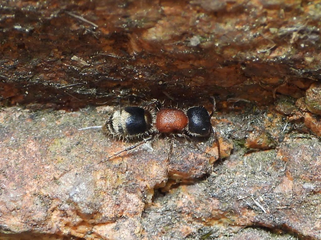 Mutillidae: femmina di Myrmilla sp. (calva aut capitata)