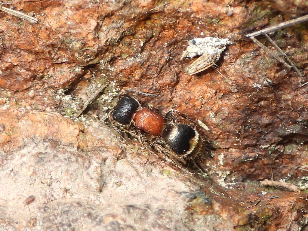 Mutillidae: femmina di Myrmilla sp. (calva aut capitata)