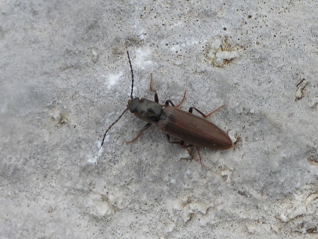 Elateridae: Metanomus infuscatus