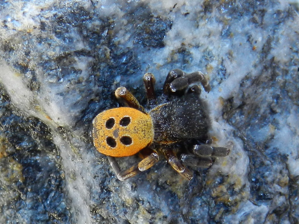 Eresus kollari - Parco Orsiera-Rocciavr in Val Chisone (TO)