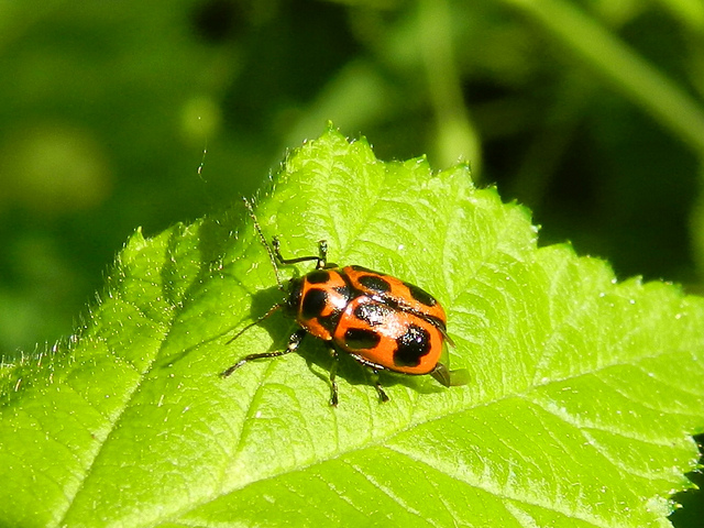 ID insetto: Cryptocephalus sexpunctatus