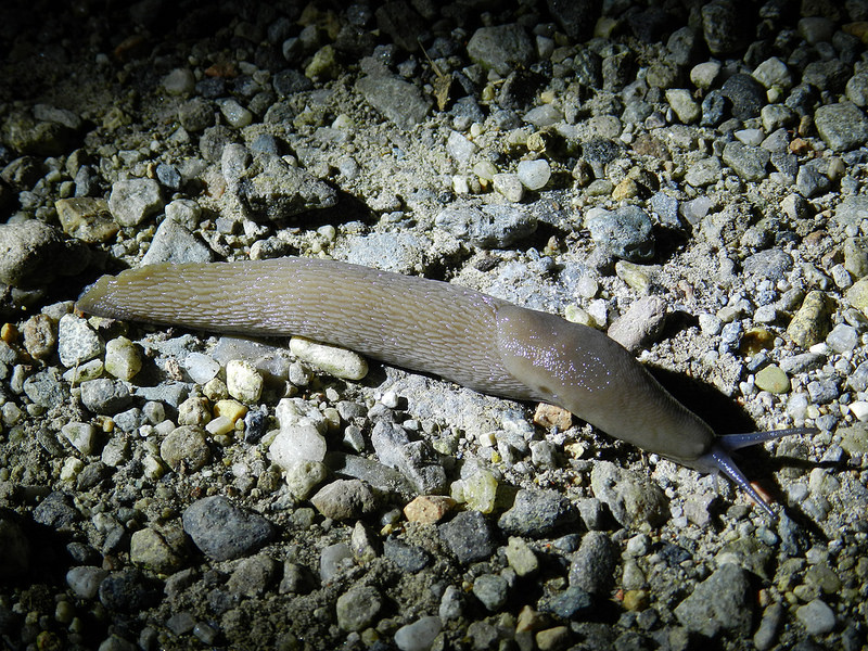 Limax da Vizzola Ticino (VA)