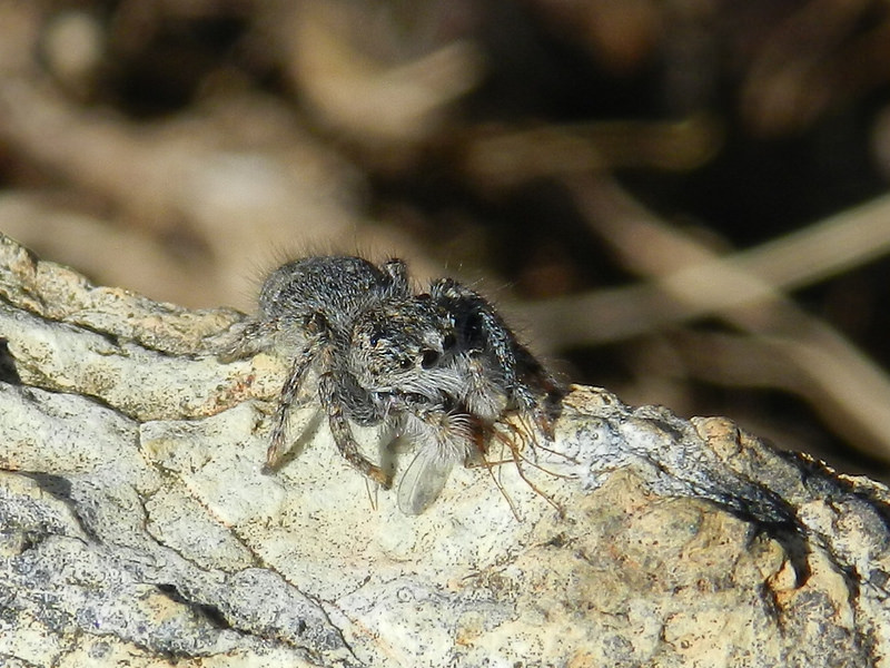 Philaeus chrysops - Arenzano (GE)