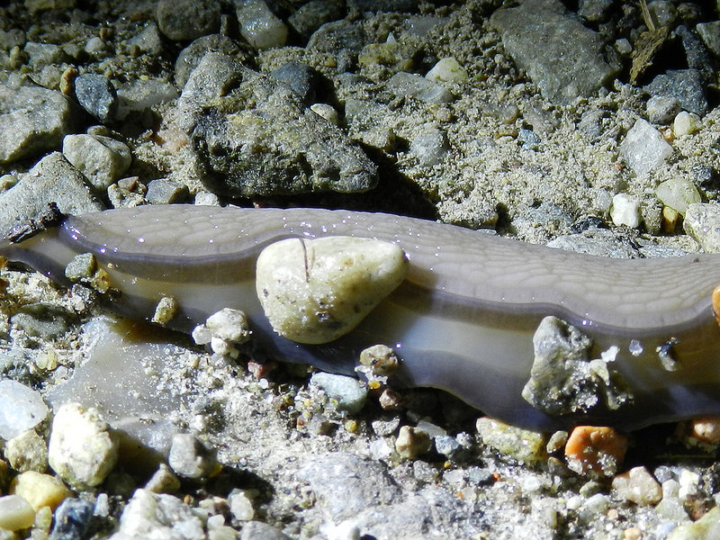 Limax da Vizzola Ticino (VA)