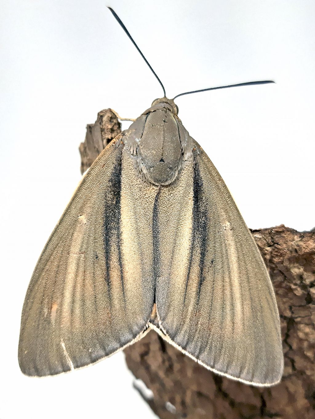 Grossa falena siciliana: Paysandisia archon - Castniidae