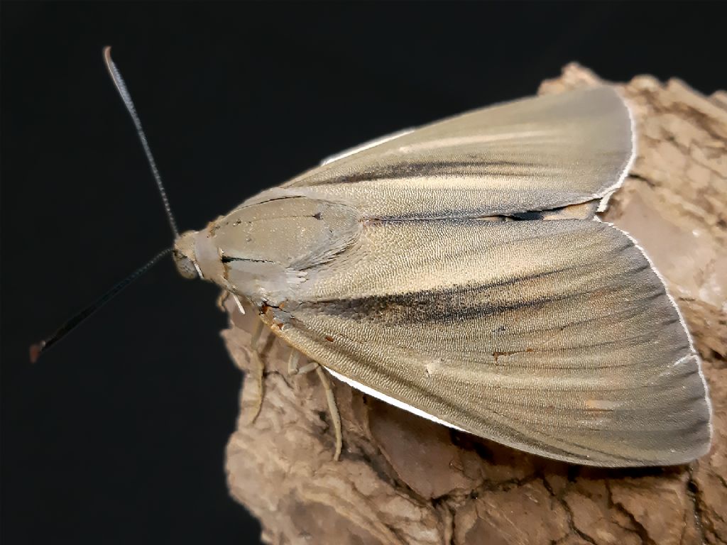 Grossa falena siciliana: Paysandisia archon - Castniidae