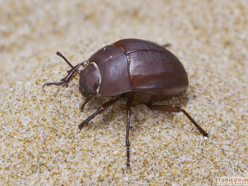 Tenebrionidae: Erodius siculus siculus dalla colorazione anomala