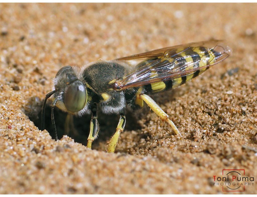 Crabronidae: Bembix aff. oculata