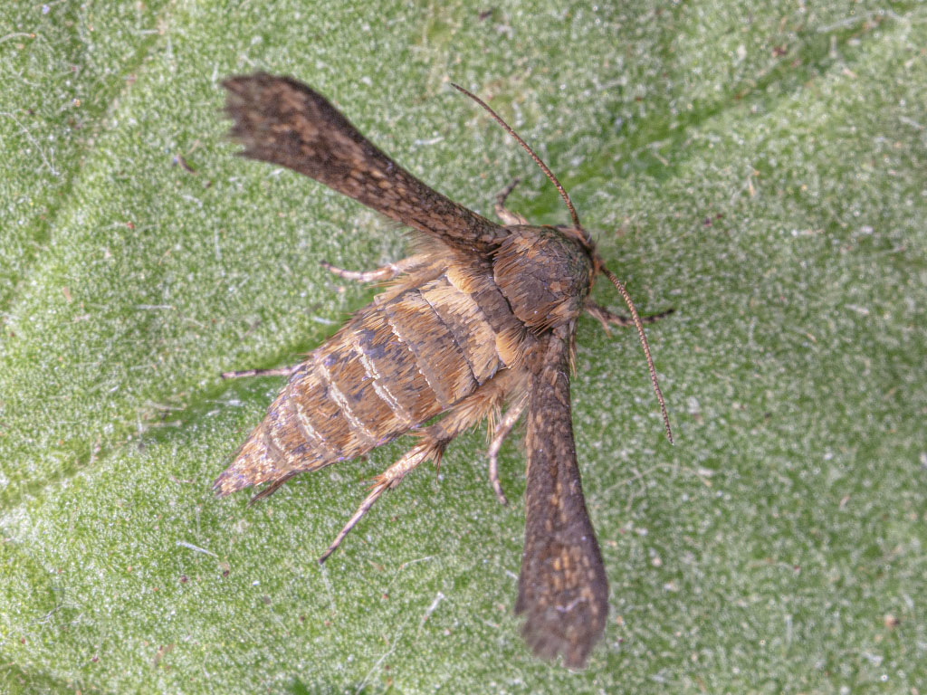 Pterophoridae?  No, Sesiidae: Microsphecia tineiformis