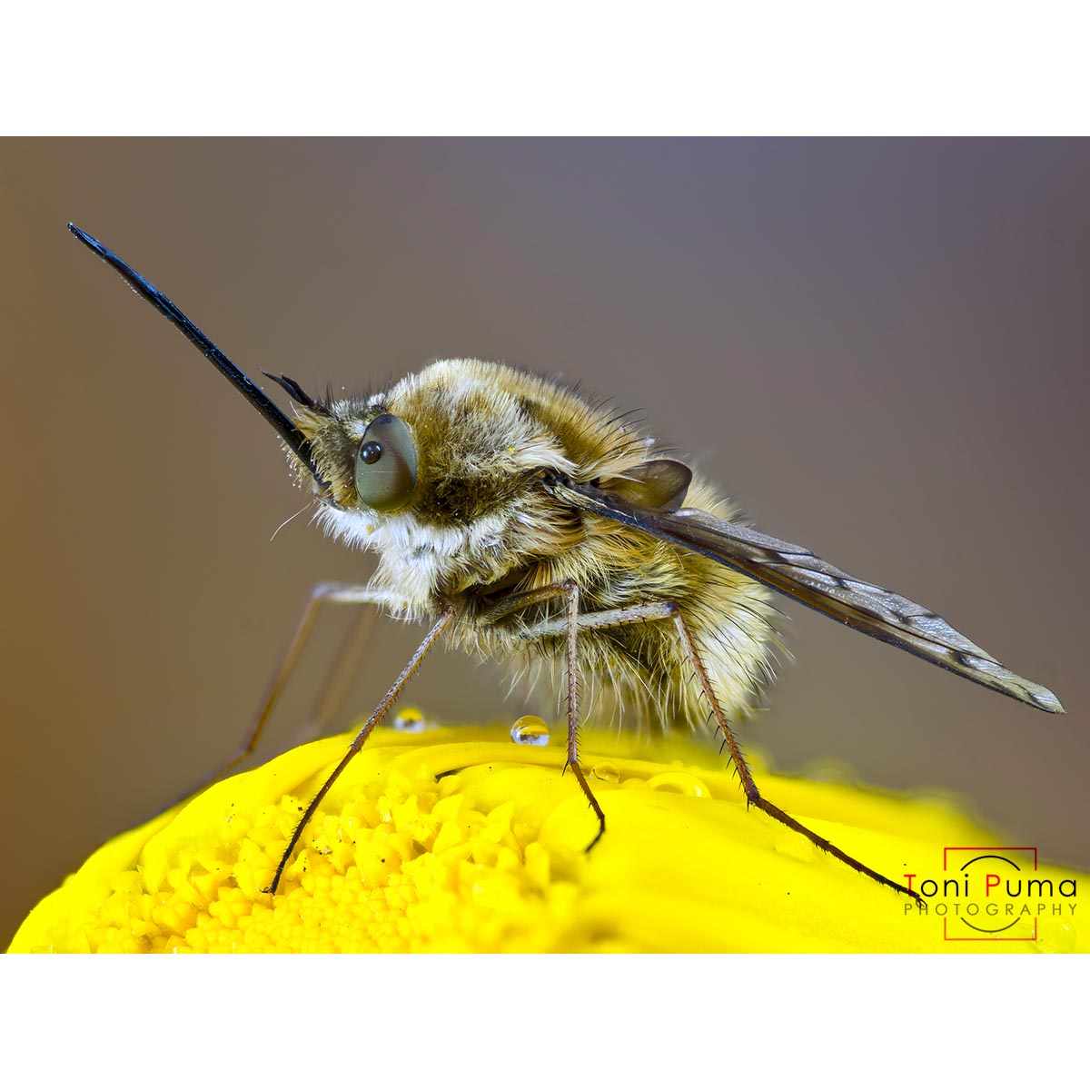 Bombyliidae sp.