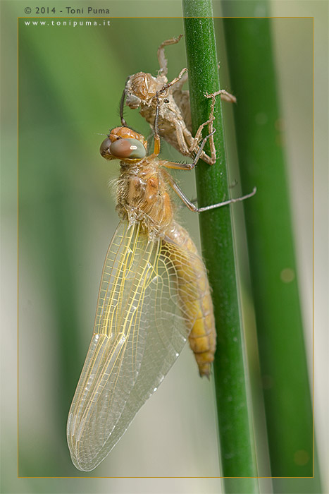 Libellula appena sfarfallata