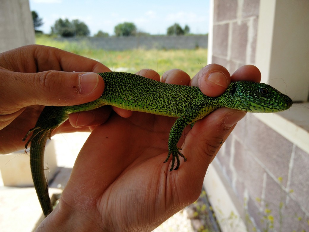 lacerta bilineata