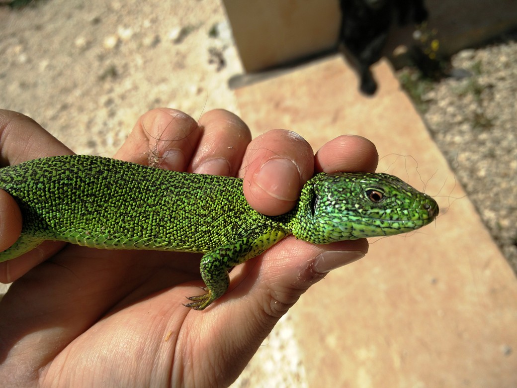 lacerta bilineata