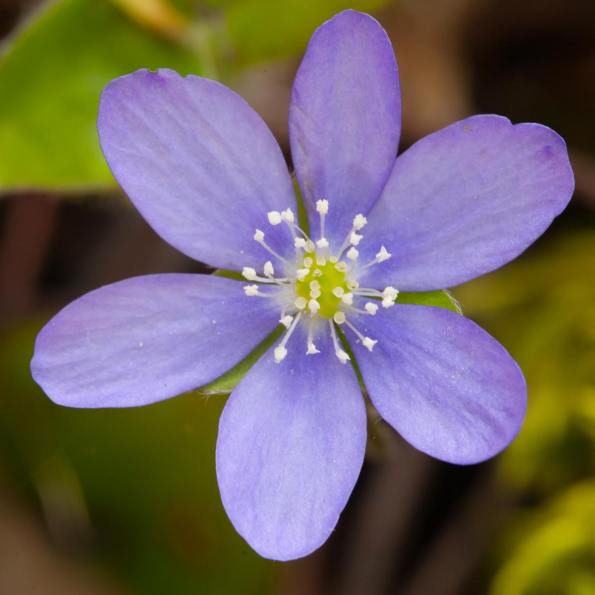 Hepatica nobilis