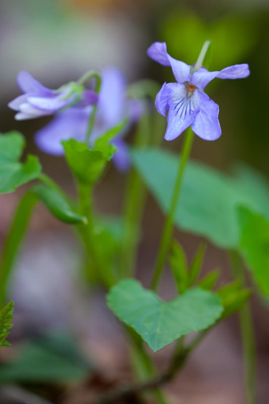 Viola reichenbachiana