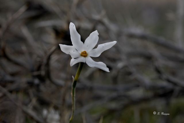 Narcissus obsoletus