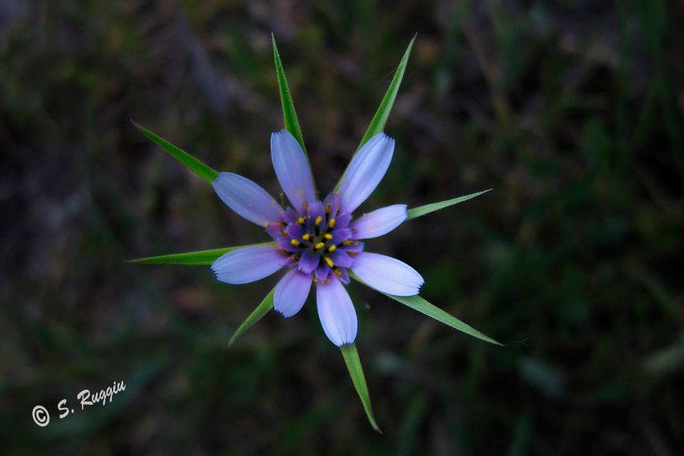 Geropogon hybridus / Barba di becco annua