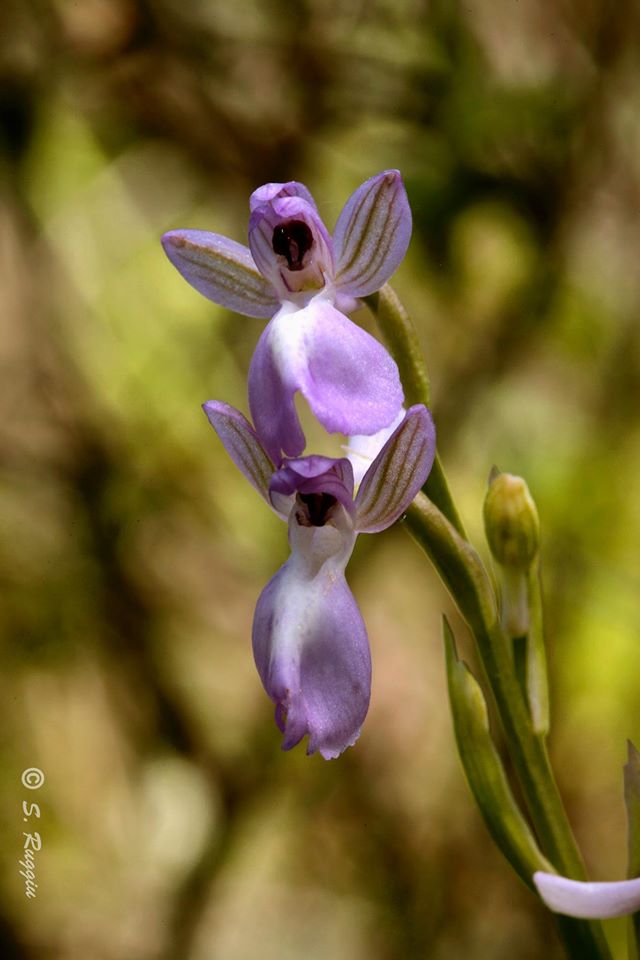 Presunti ibridi di Anacamptis longicornu e Anacamptis laxiflora