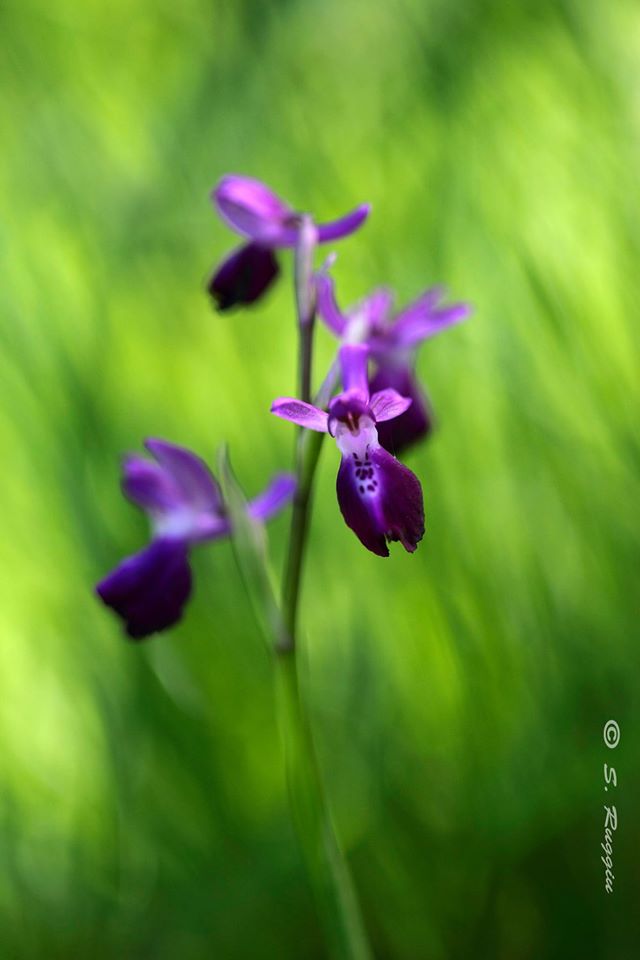 Presunti ibridi di Anacamptis longicornu e Anacamptis laxiflora