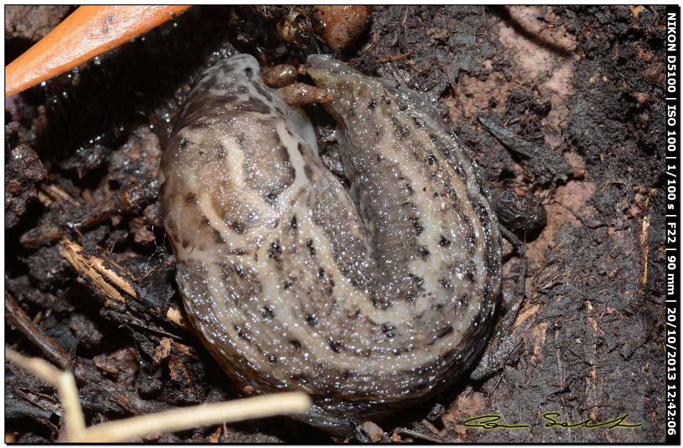 Limax maximus (?) della Sardegna (Bosa/OR)