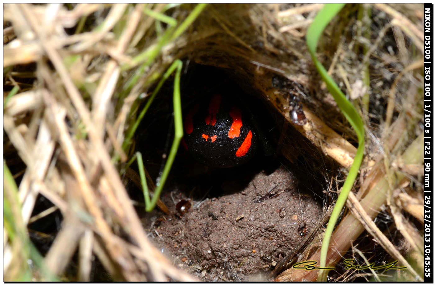 Finalmente!!! (Latrodectus tredecimguttatus - Alghero (SS))