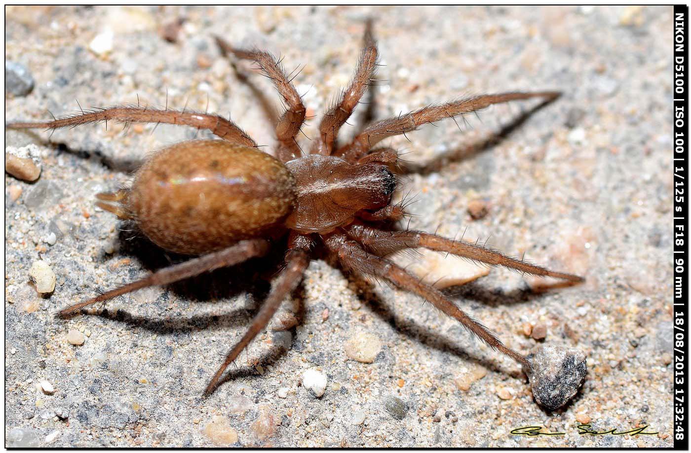 Lycosoides coarctata - Alghero (SS)