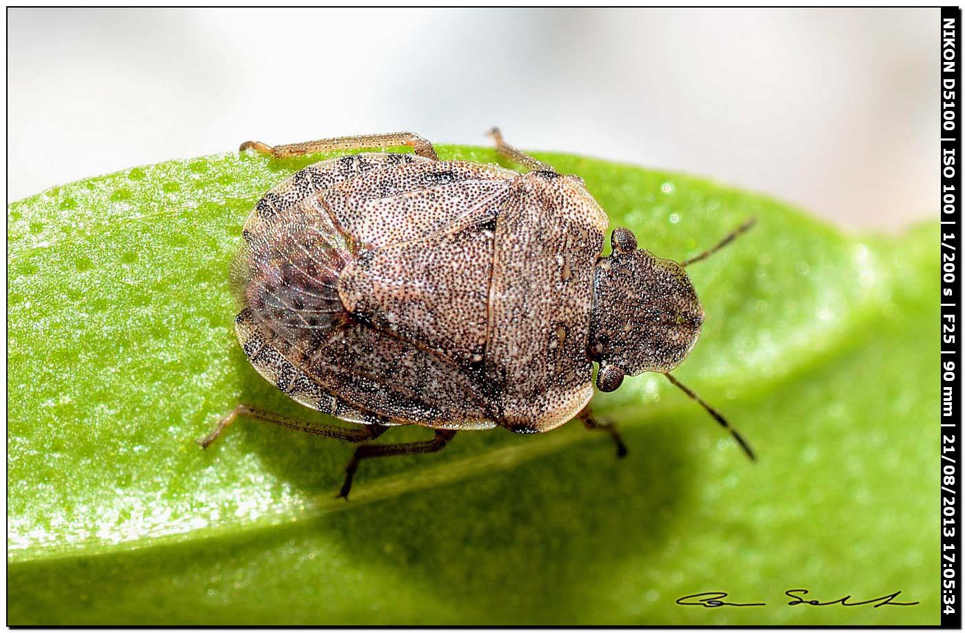 Sciocoris sideritidis