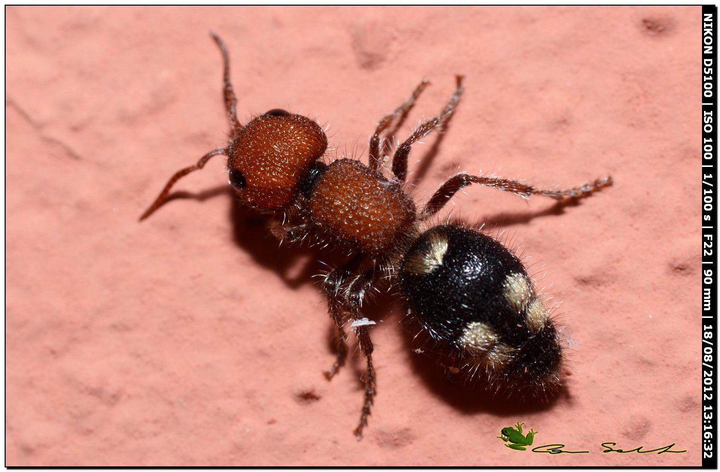 femmina di Mutilla quinquemaculata, Mutillidae