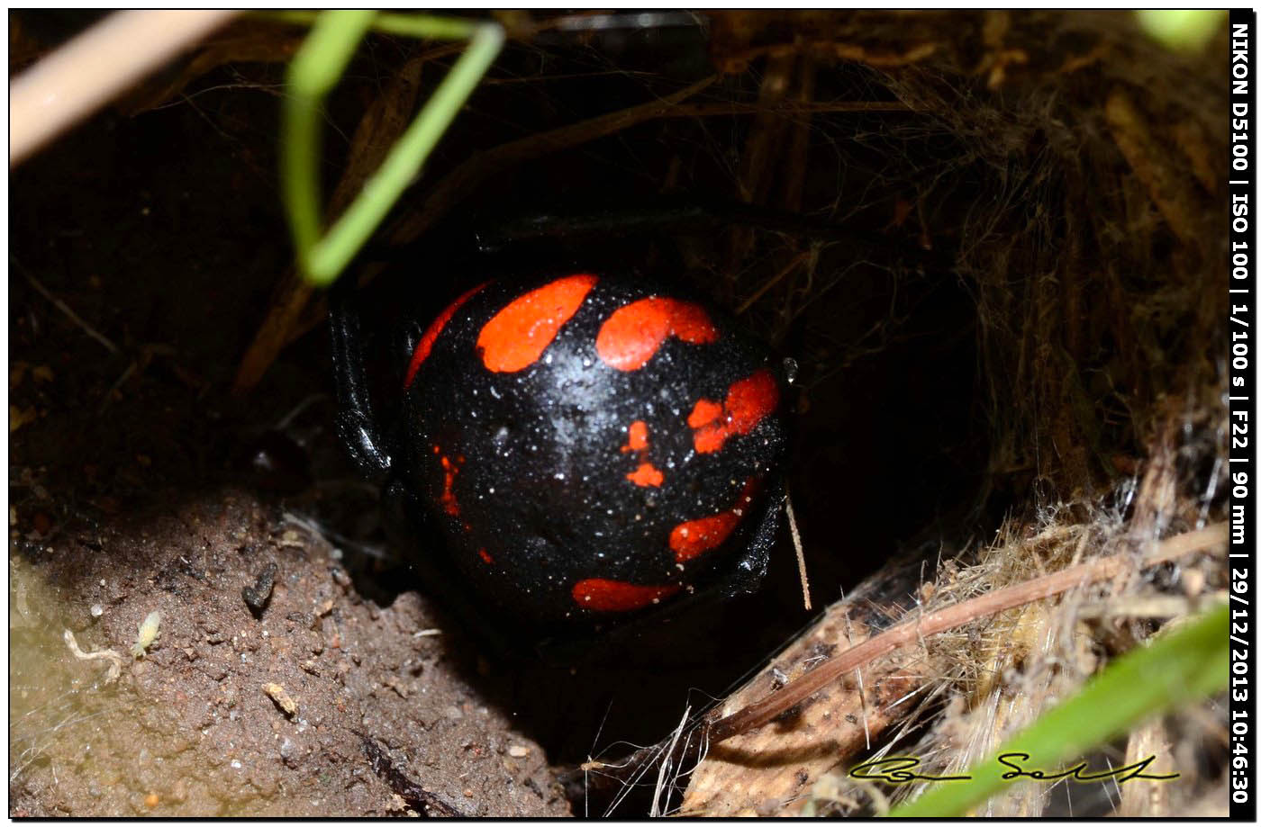 Finalmente!!! (Latrodectus tredecimguttatus - Alghero (SS))