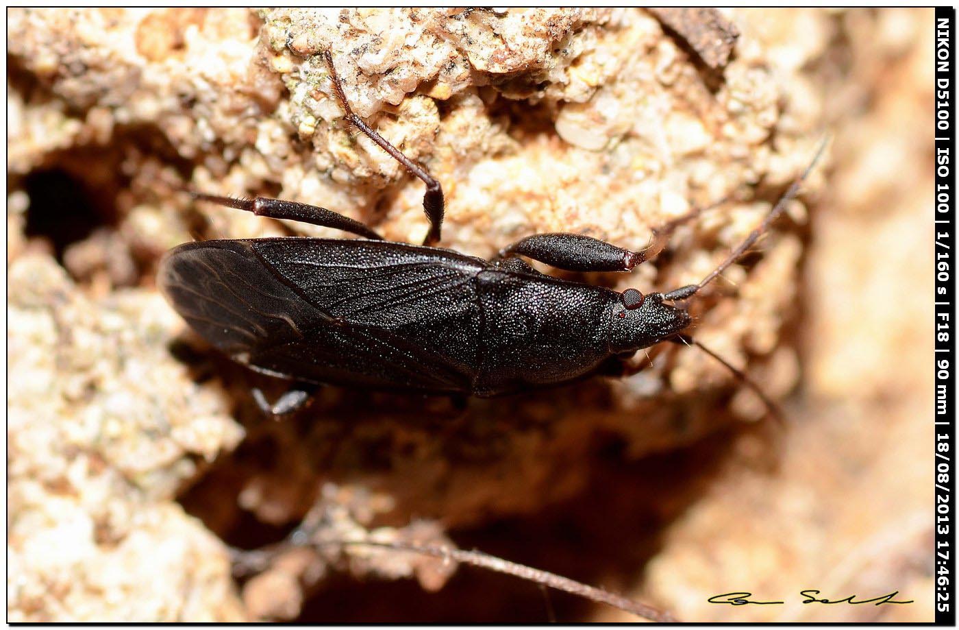 Lygaeidae: Neurocladus brachiidens