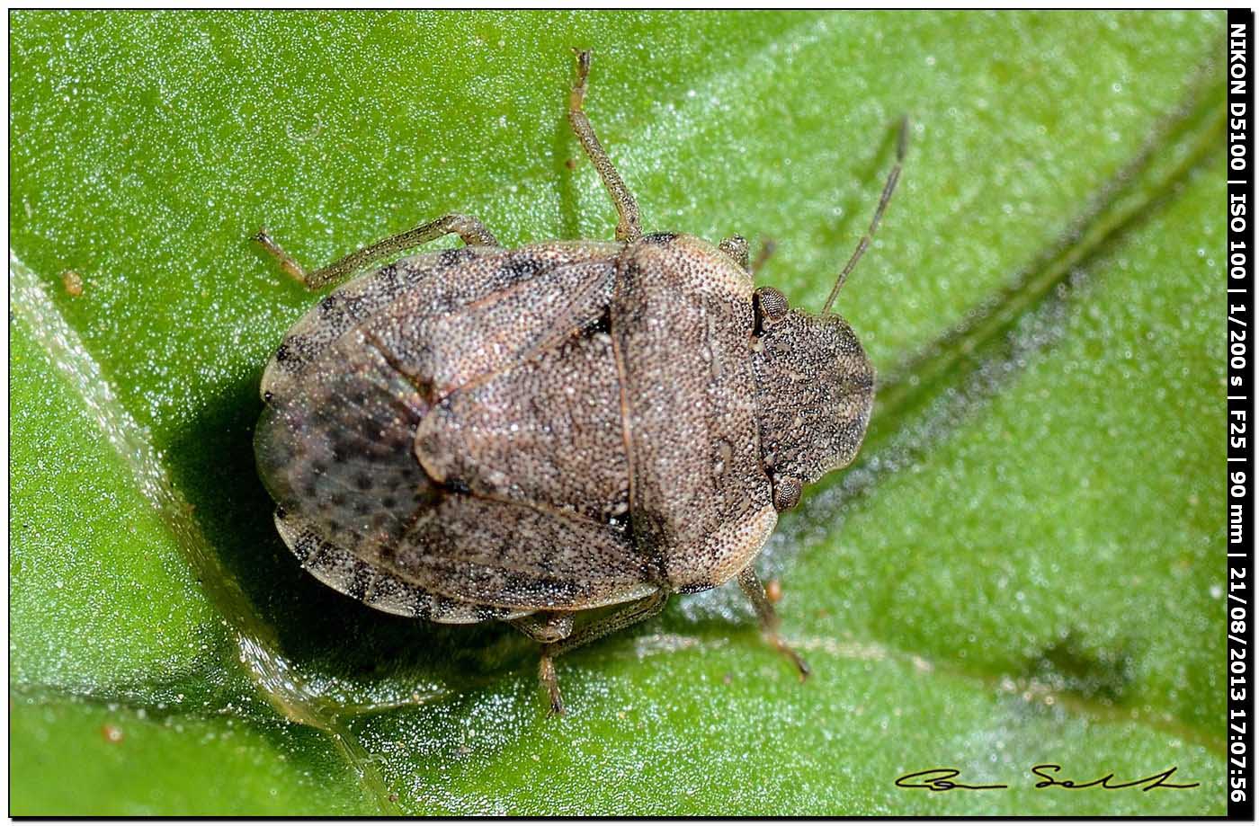 Sciocoris sideritidis