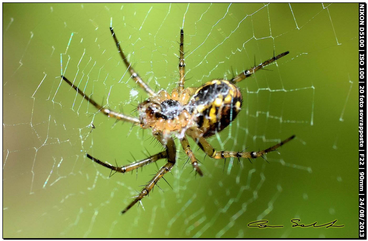 Mangora acalypha - Alghero (SS)