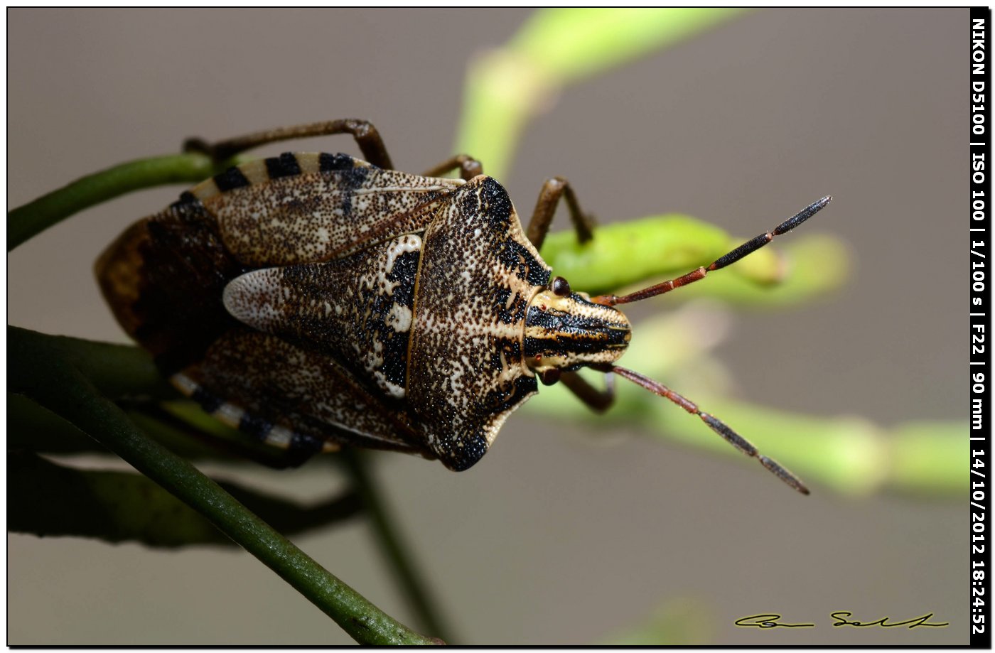 Pentatomidae, Codophila varia da Usini (SS)