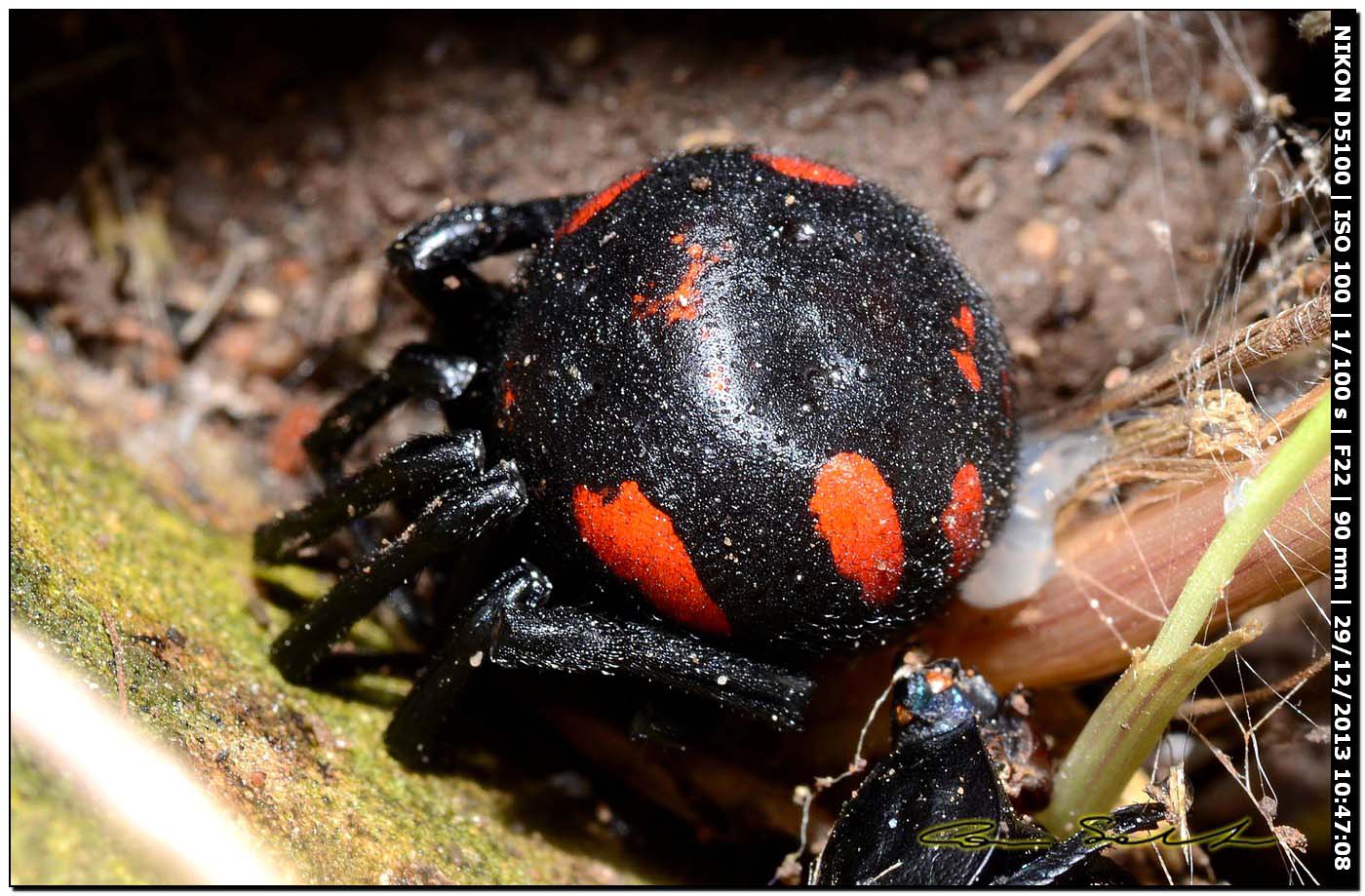 Finalmente!!! (Latrodectus tredecimguttatus - Alghero (SS))