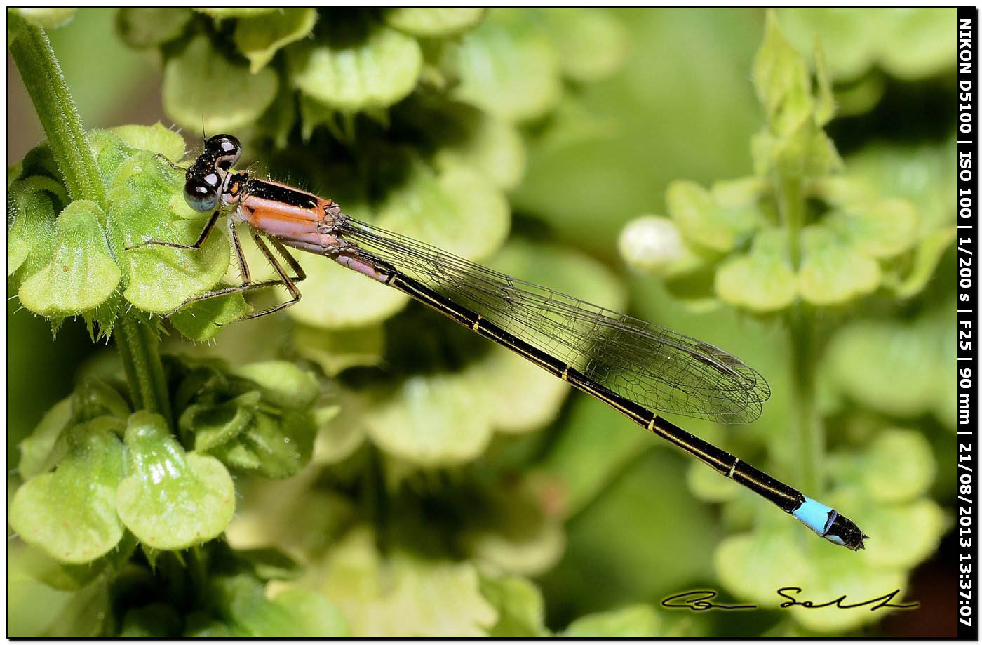 Ischnura genei, ♀ autocroma