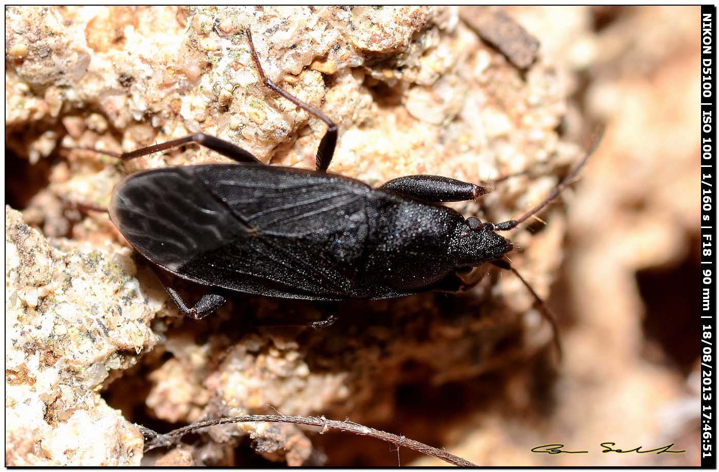 Lygaeidae: Neurocladus brachiidens