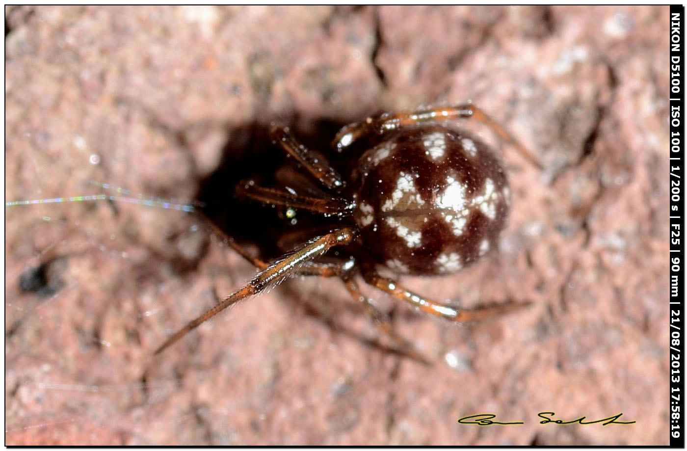 Steatoda triangulosa - Valverde (Alghero, SS)