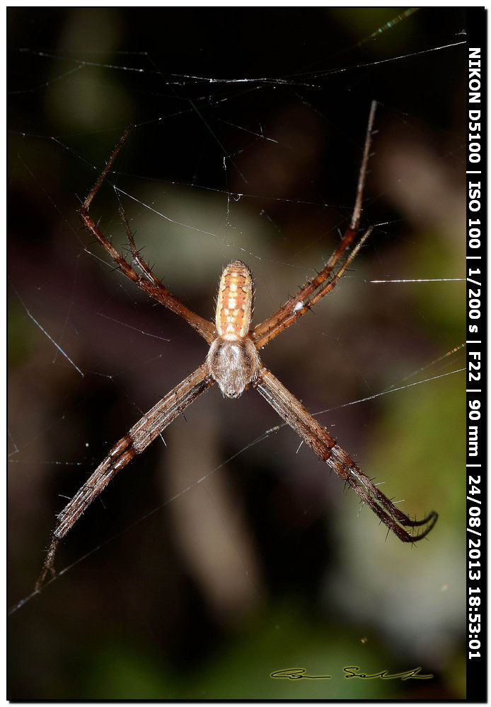 Argiope bruennichi - Alghero (SS)