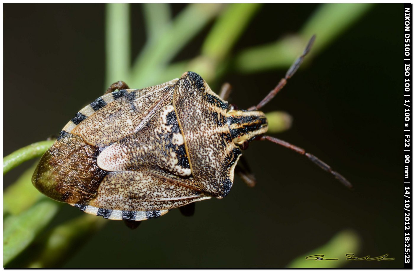 Pentatomidae, Codophila varia da Usini (SS)