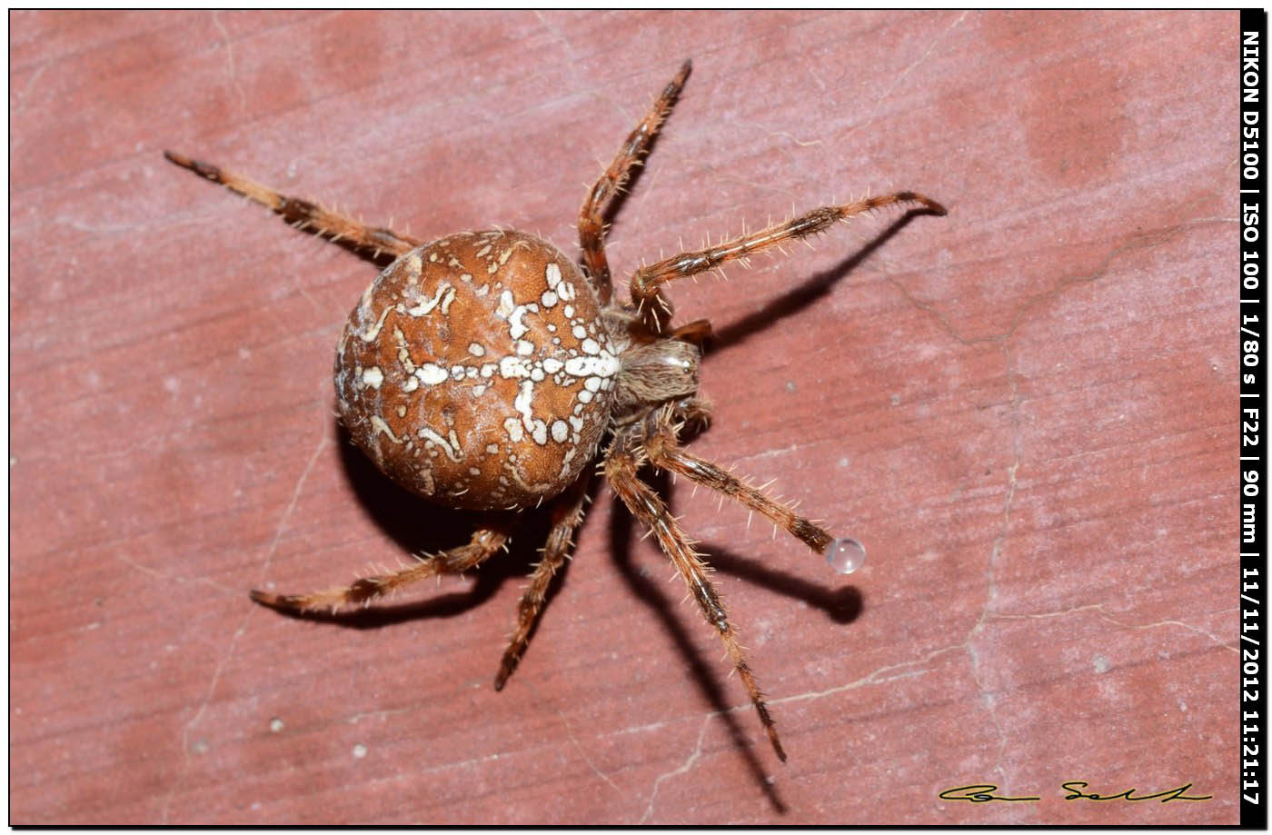 Araneus diadematus