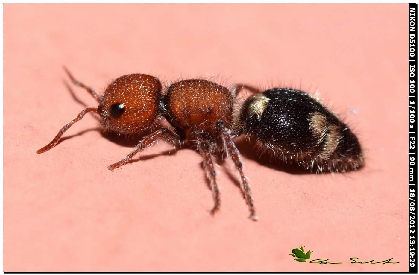 femmina di Mutilla quinquemaculata, Mutillidae