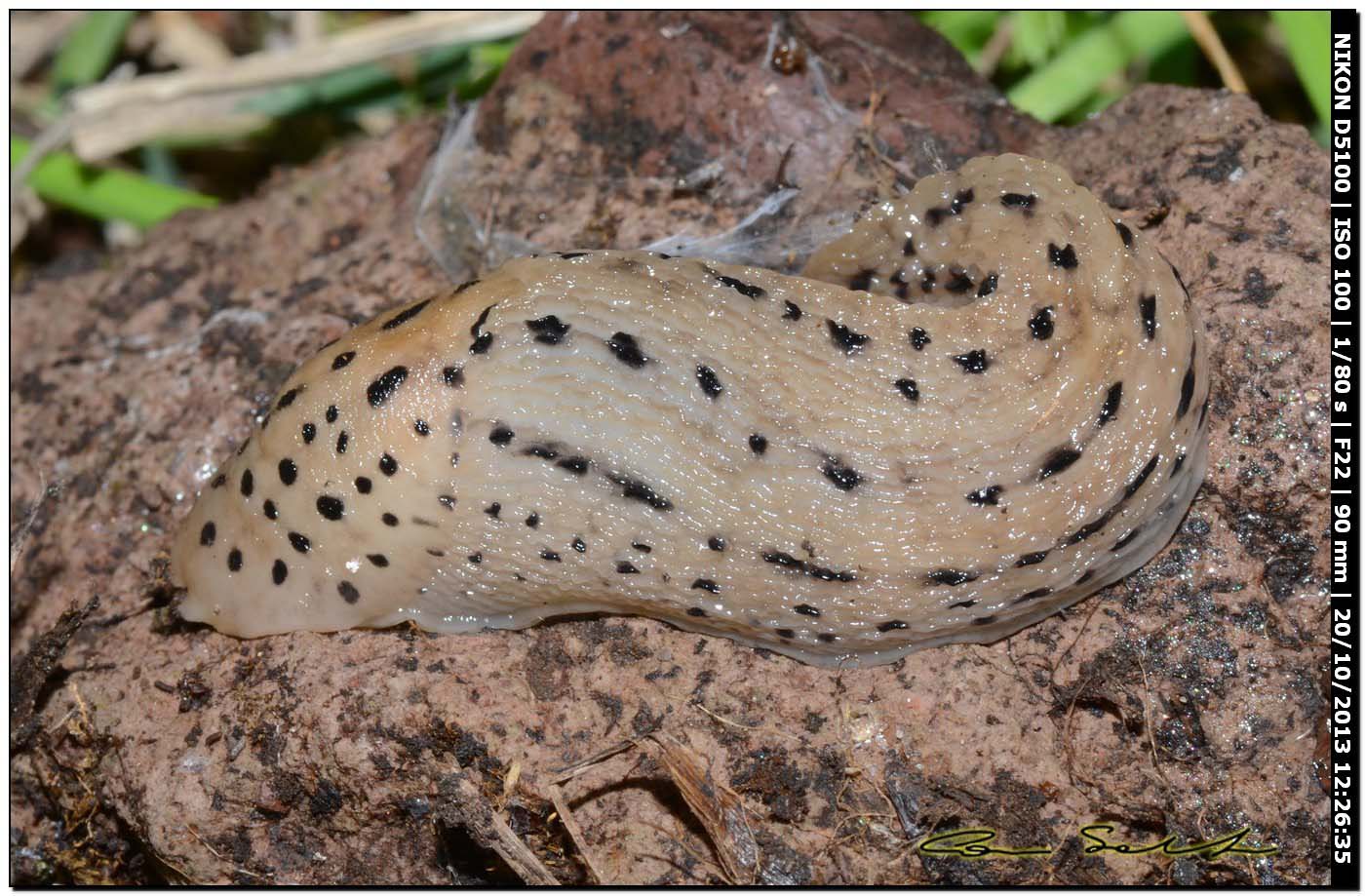 Limax maximus (?) della Sardegna (Bosa/OR)