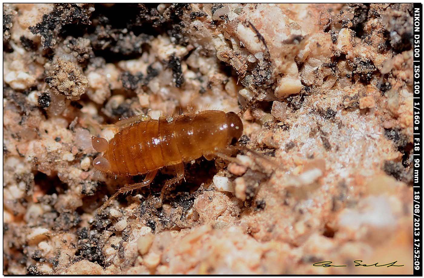 Loboptera decipiens (Germar, 1817)