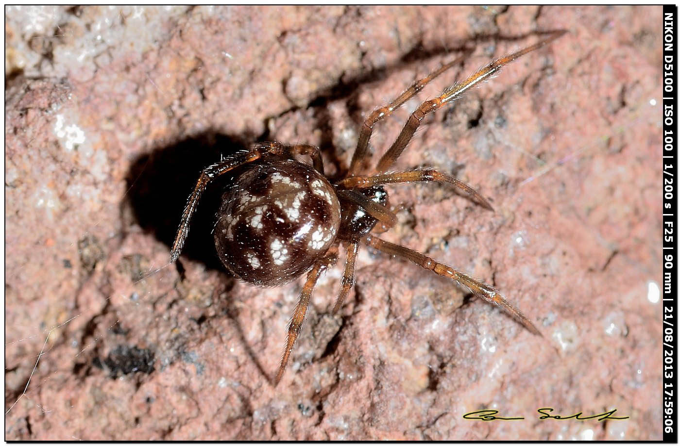 Steatoda triangulosa - Valverde (Alghero, SS)