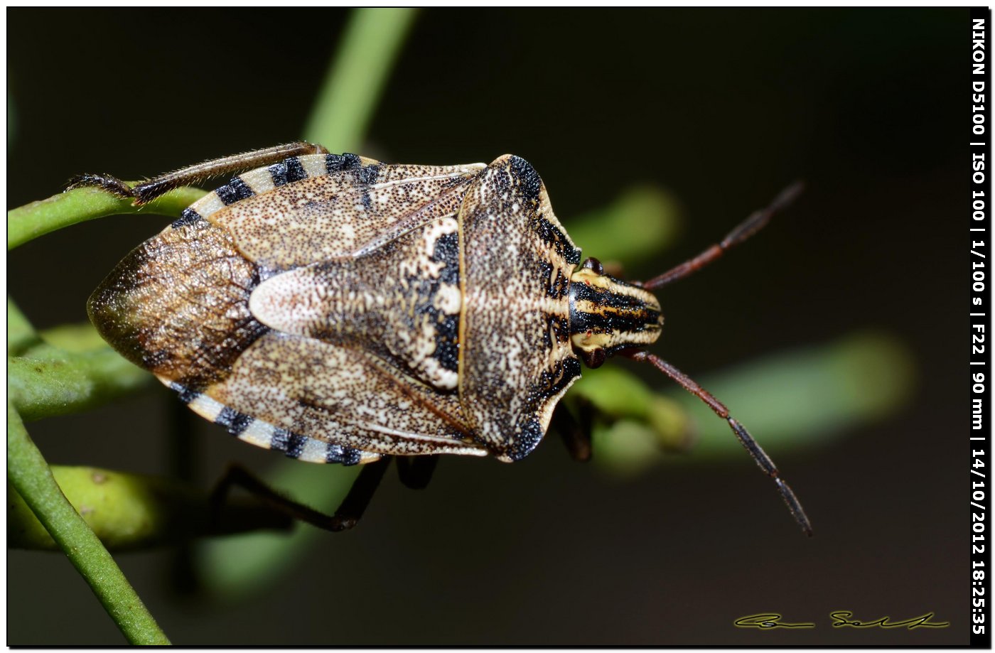 Pentatomidae, Codophila varia da Usini (SS)