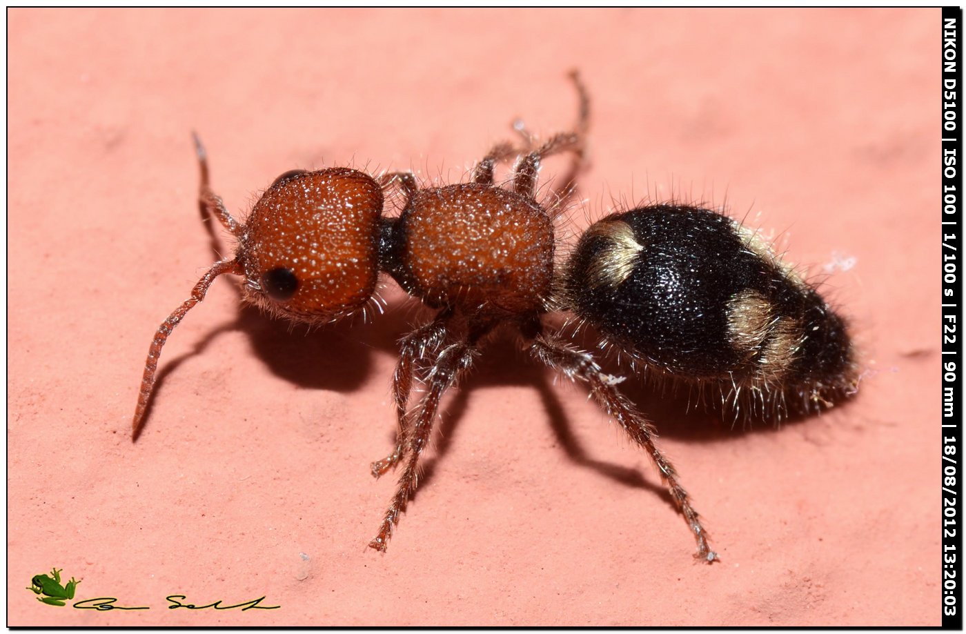 femmina di Mutilla quinquemaculata, Mutillidae