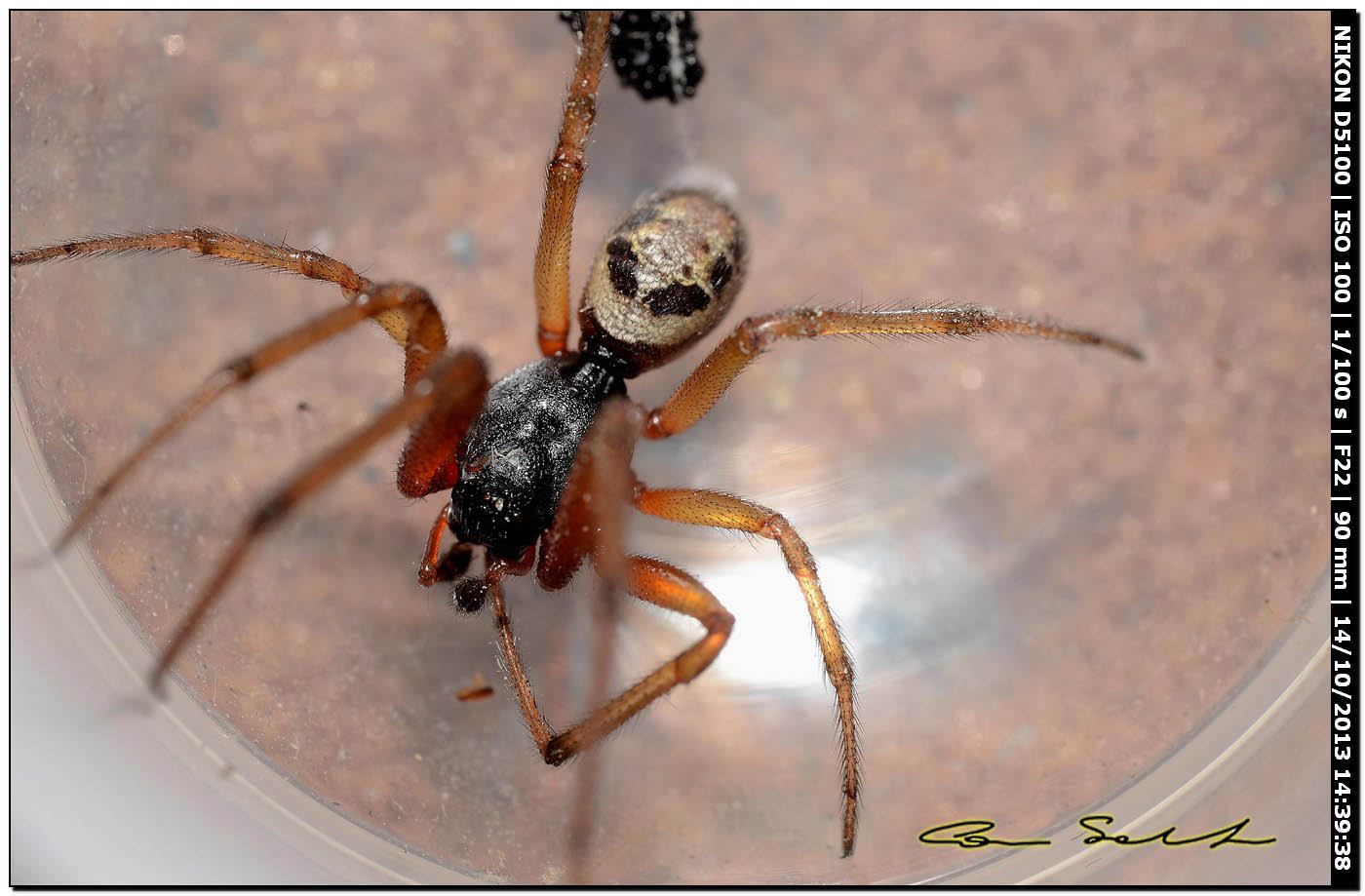 Steatoda nobilis ♂ - Usini (SS)