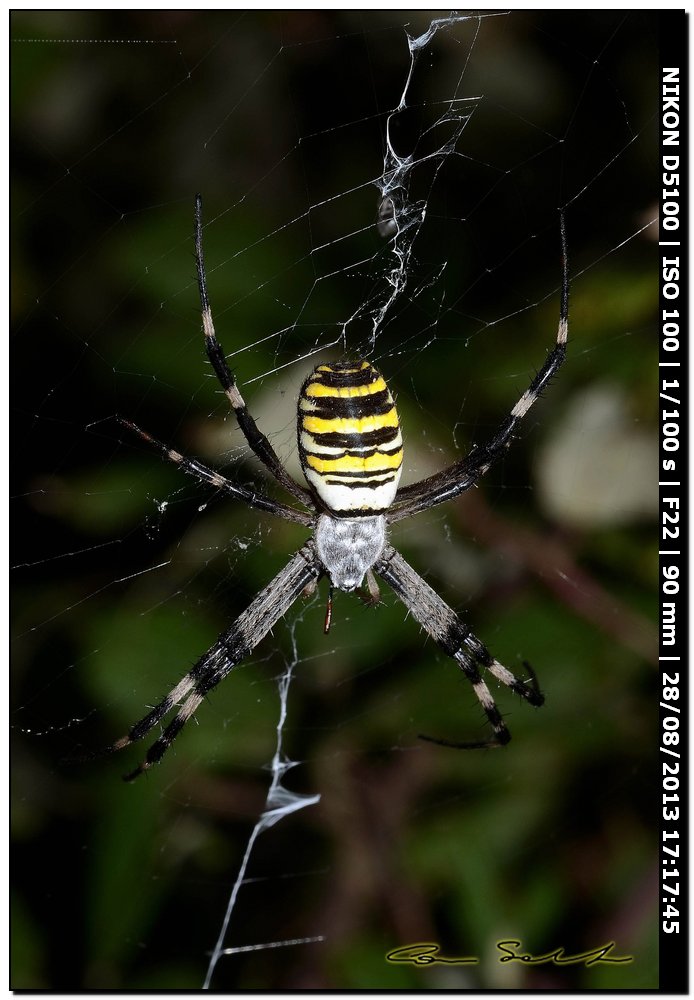 Argiope bruennichi, femmine, maschi e ospiti - Alghero (SS)